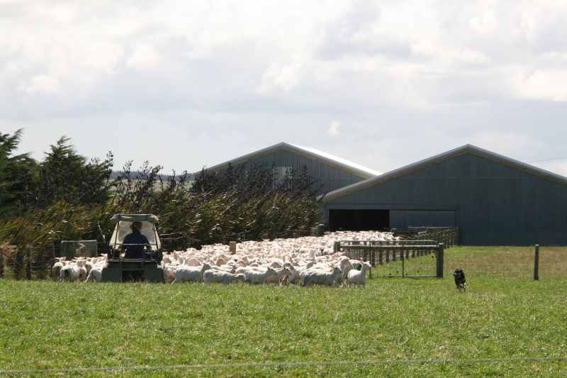 Nieuw-Zeeland 2011 - 1784